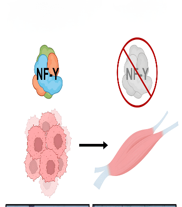 Invasive Lobular Carcinoma (ILC)